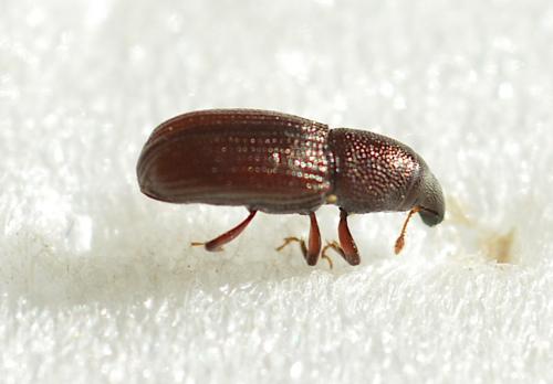 Réf. 239 302 : Pseudophloeophagus truncorum
